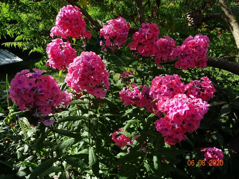  - Phlox 2020