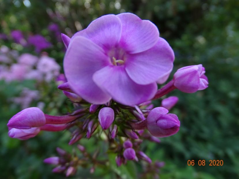  - Phlox 2020
