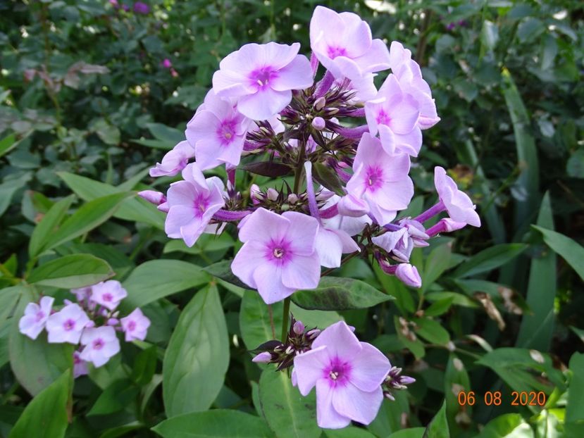 - Phlox 2020