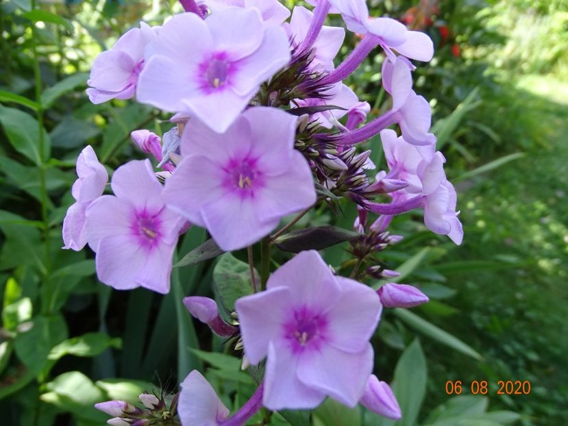  - Phlox 2020