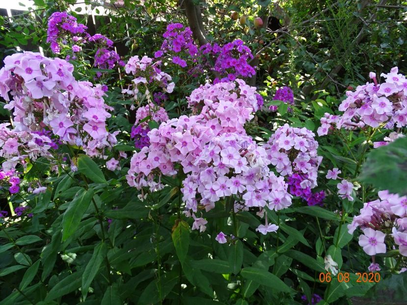  - Phlox 2020