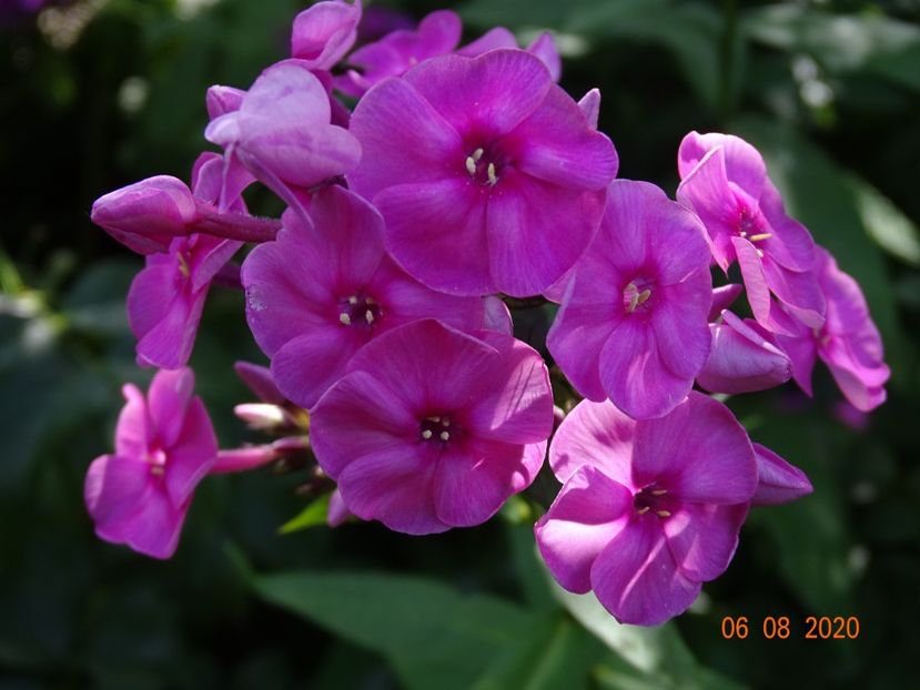  - Phlox 2020