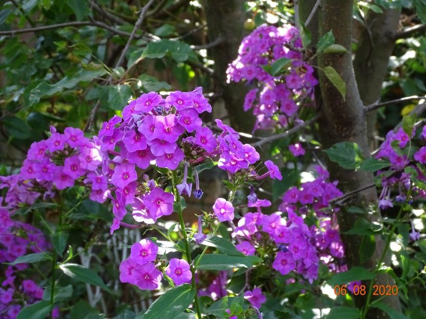  - Phlox 2020