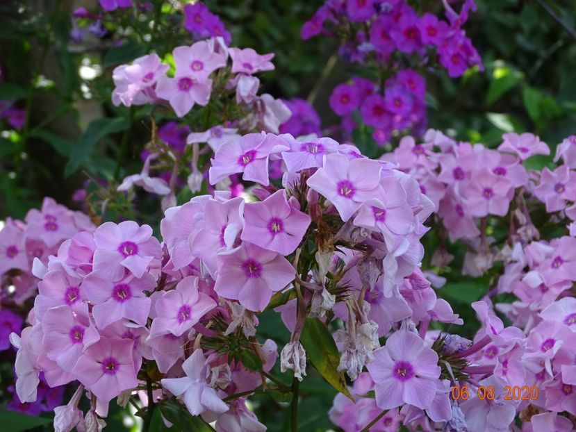  - Phlox 2020