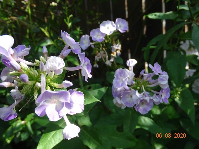  - Phlox 2020