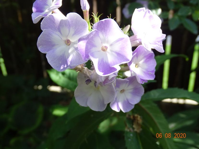  - Phlox 2020