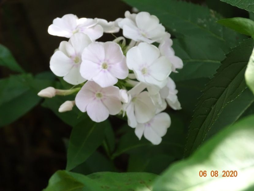  - Phlox 2020