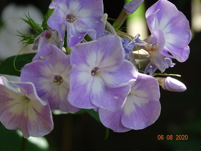  - Phlox 2020