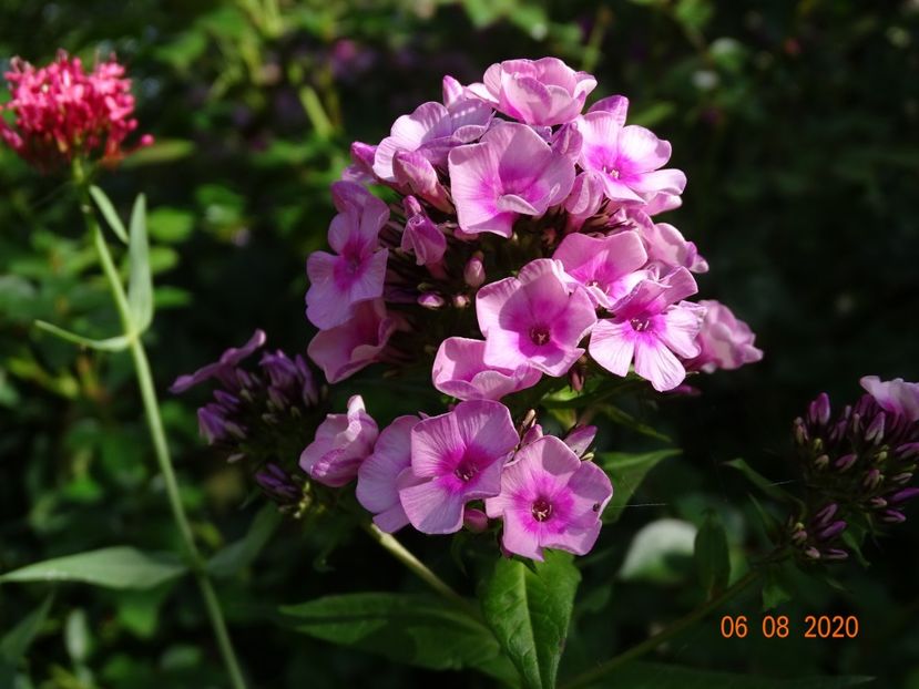  - Phlox 2020