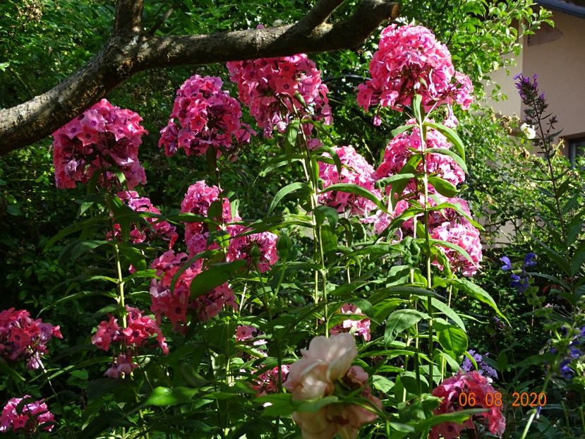  - Phlox 2020