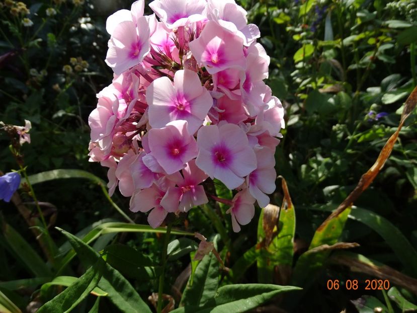  - Phlox 2020