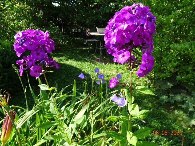  - Phlox 2020