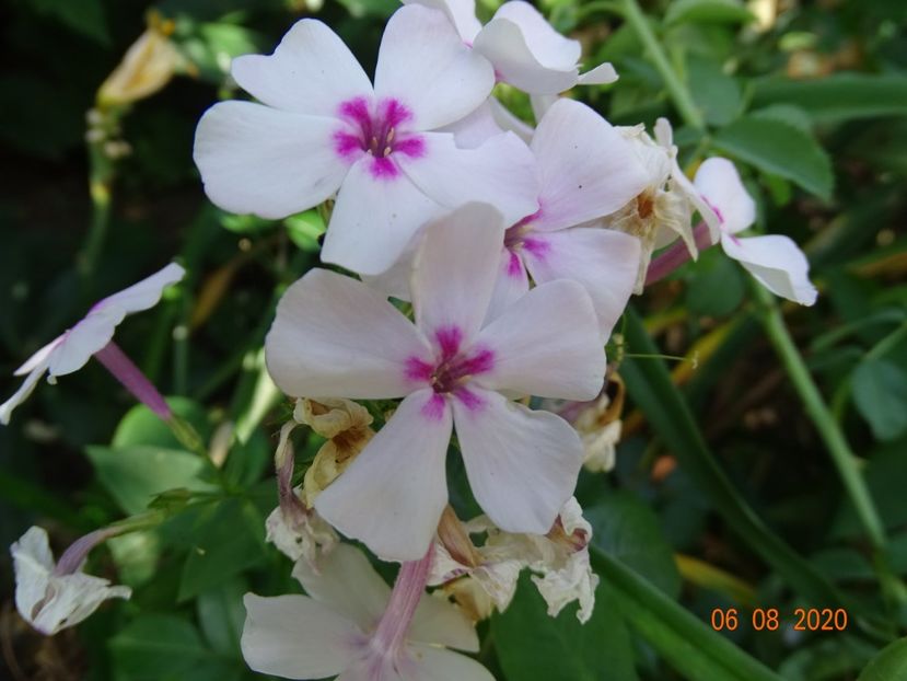  - Phlox 2020