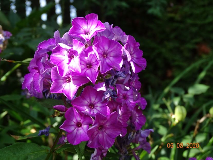  - Phlox 2020