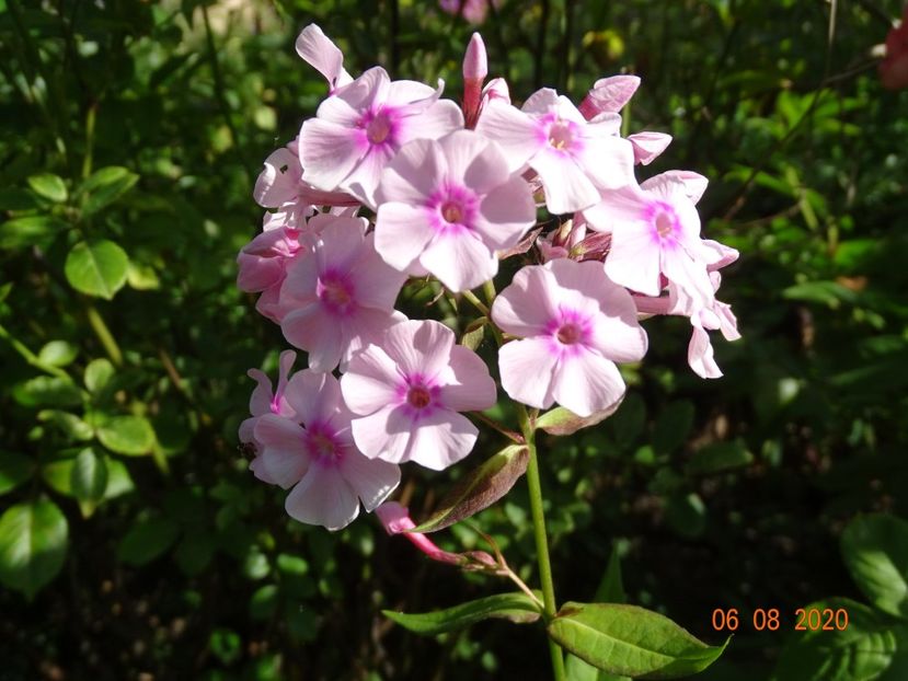  - Phlox 2020