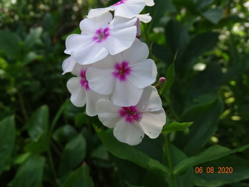  - Phlox 2020