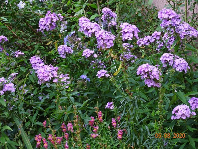  - Phlox 2020