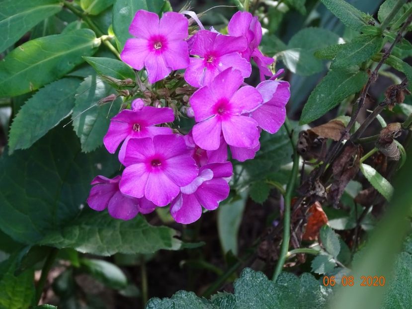  - Phlox 2020
