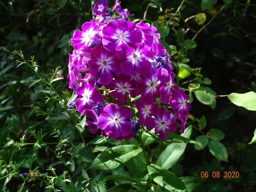  - Phlox 2020
