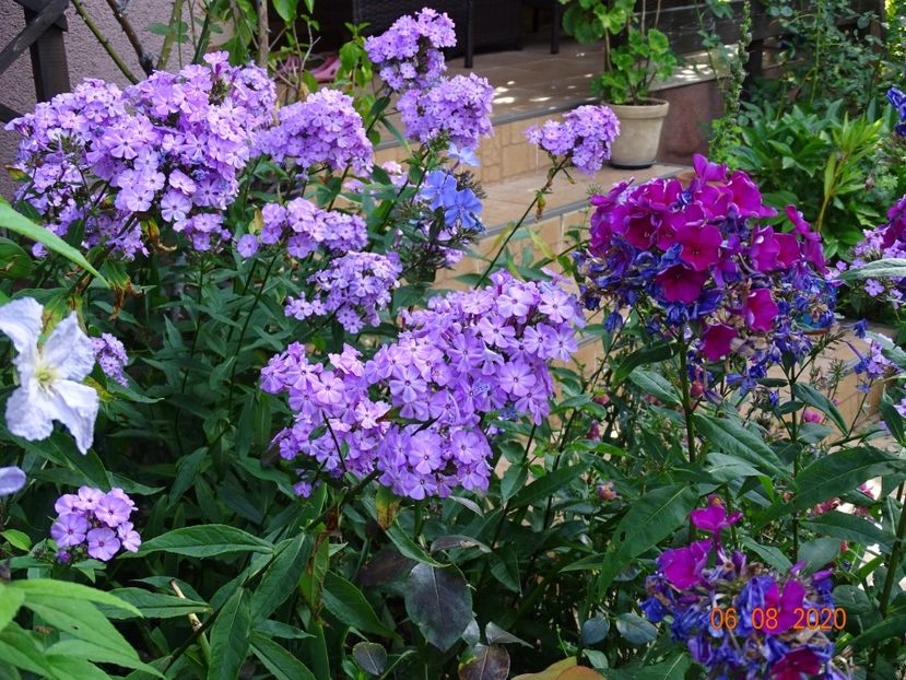  - Phlox 2020