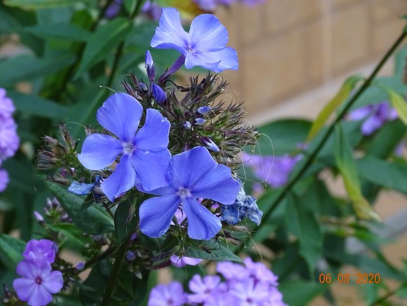  - Phlox 2020