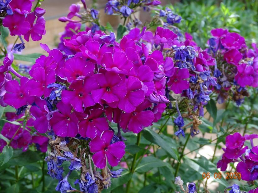  - Phlox 2020