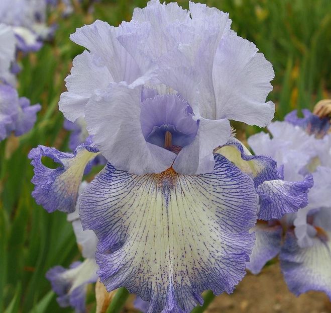 Acoma - Bulbi Iris germanica de vanzare-2025