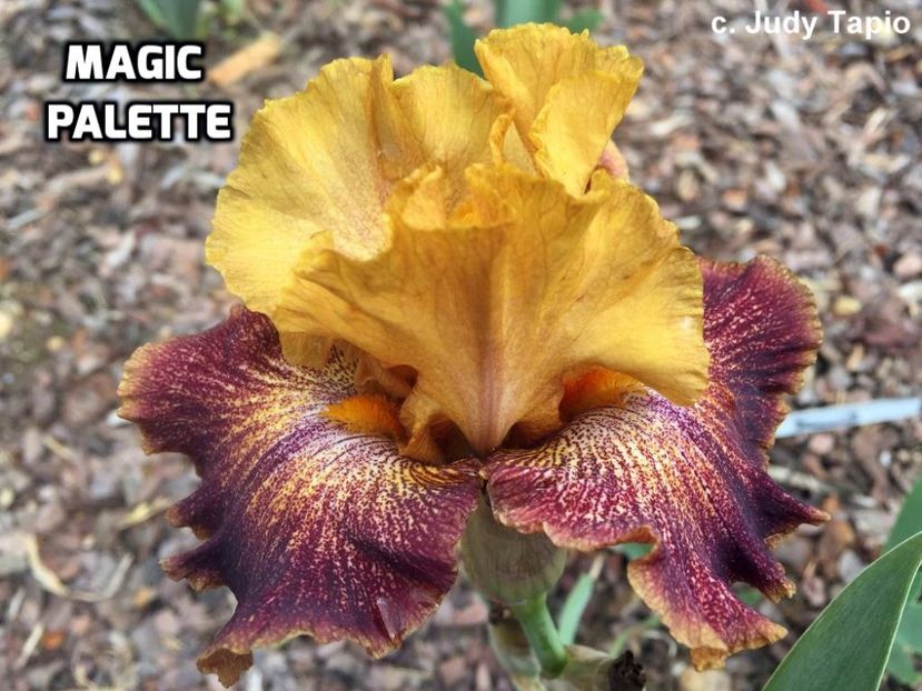 Magic Palette - Bulbi Iris germanica de vanzare-2024