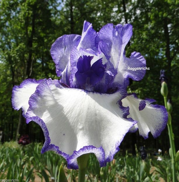 Patriotic Heart - Bulbi Iris germanica de vanzare-2025