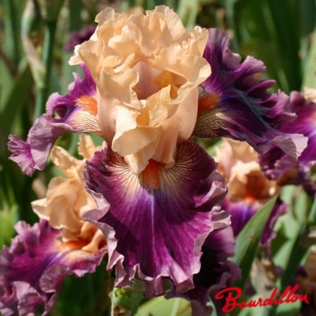 Rasputin - Bulbi Iris germanica de vanzare-2024