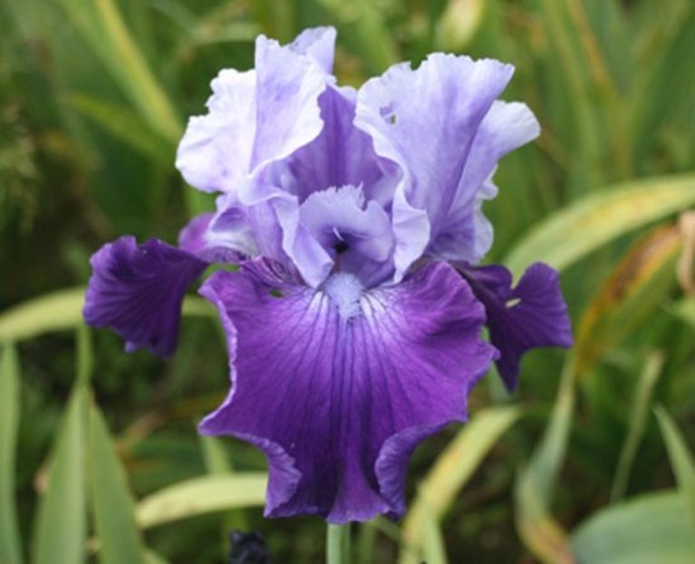 Royalist - Bulbi Iris germanica de vanzare-2024