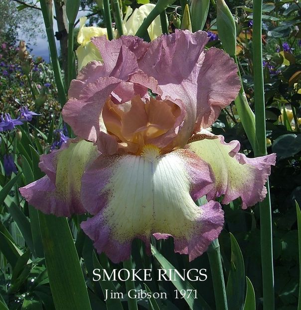 Smokie Rings - Bulbi Iris germanica de vanzare-2024