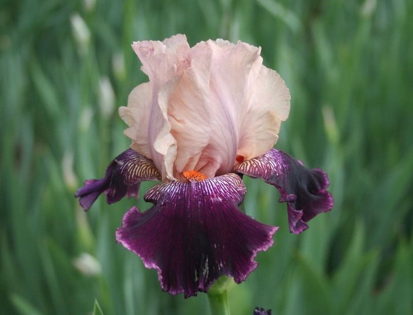 Wench - Bulbi Iris germanica de vanzare-2024