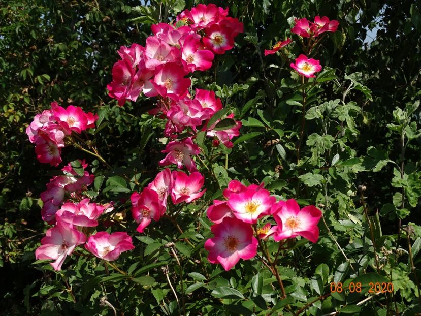 Bukavu - Trandafiri 3