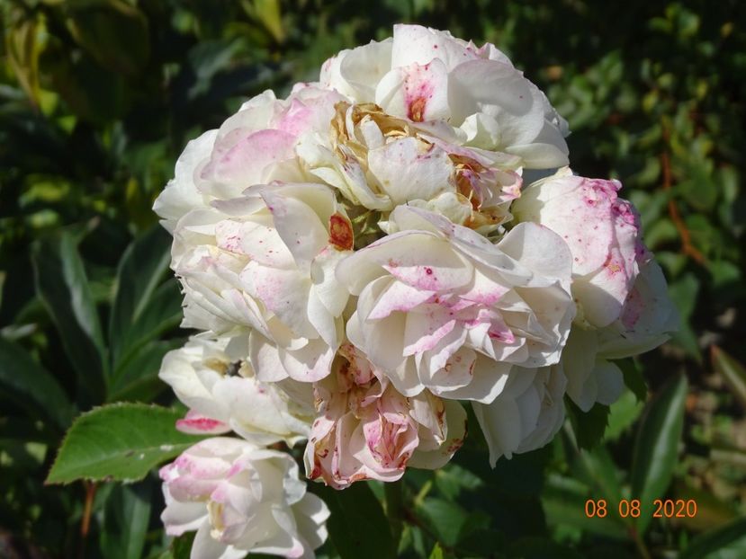 Bouquet Parfait - Trandafiri 4