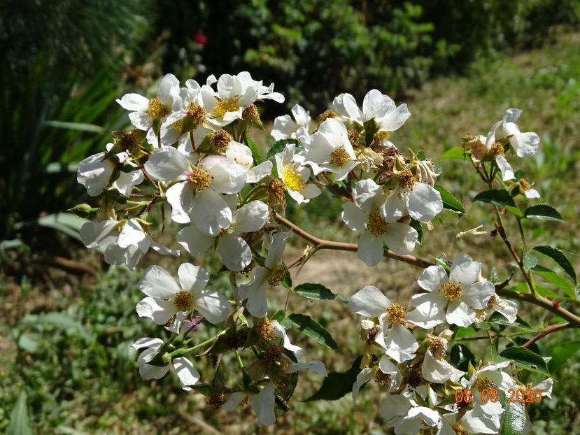 Snow Star - Trandafiri 4