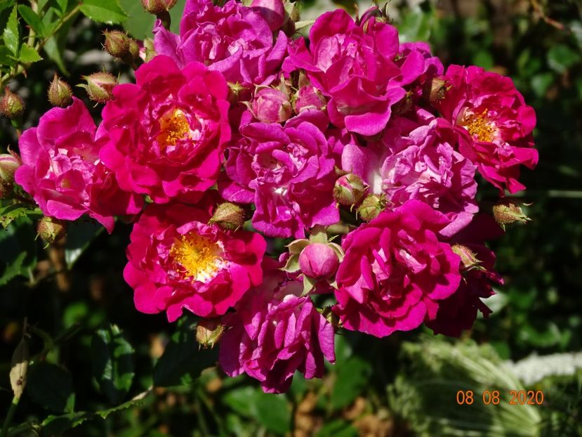 Super Excelsa - Trandafiri 4