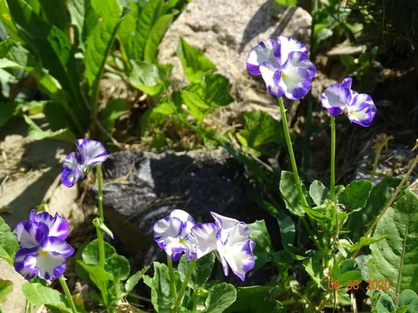  - Stancarie 2020 - inceputuri