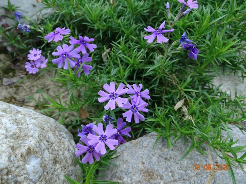  - Stancarie 2020 - inceputuri