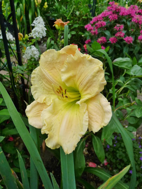  - Hemerocallis