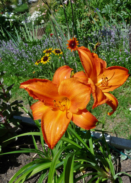  - Hemerocallis