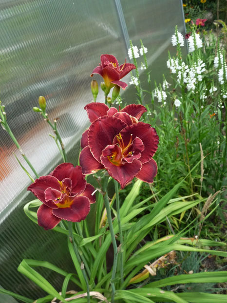  - Hemerocallis