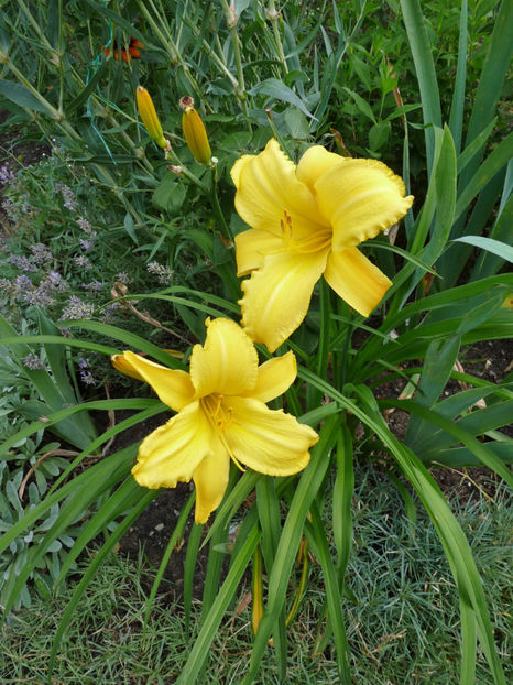  - Hemerocallis