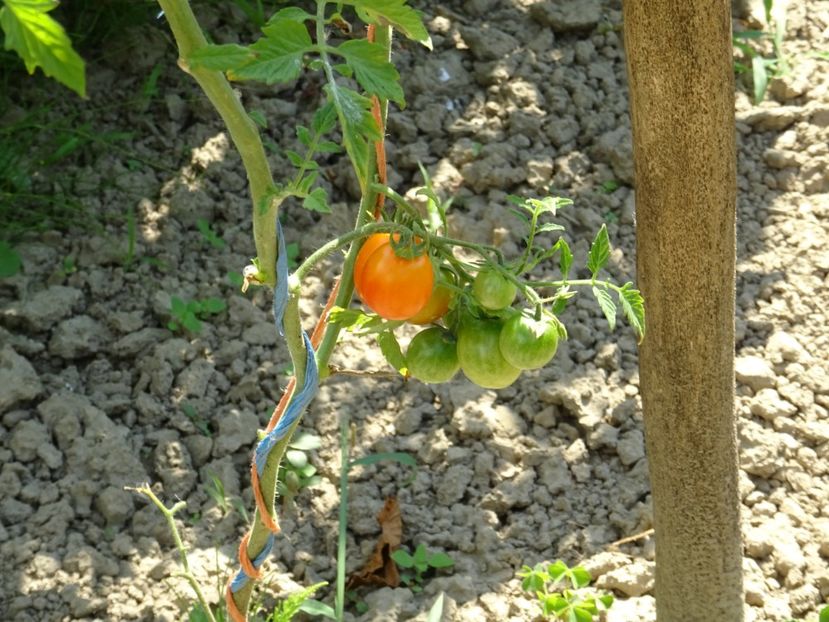  - Patakmenti-Hóstát kis gazdaság