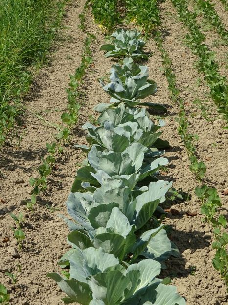  - Patakmenti-Hóstát kis gazdaság