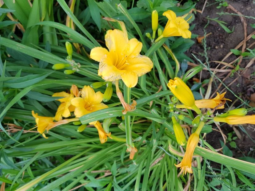  - Hemerocallis