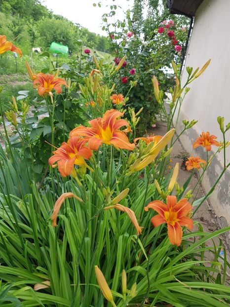  - Hemerocallis