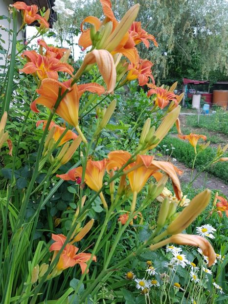  - Hemerocallis