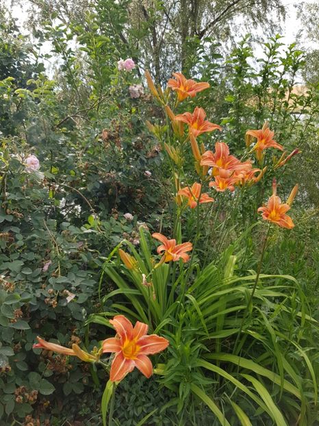  - Hemerocallis