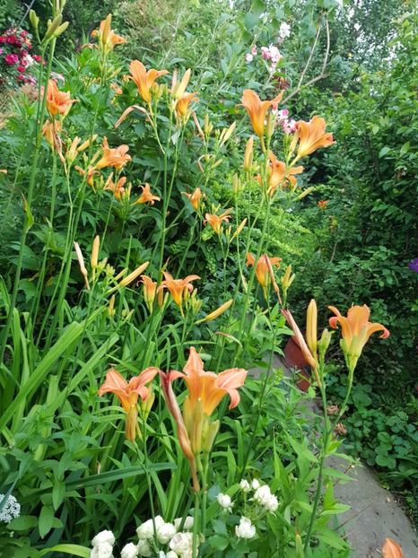  - Hemerocallis